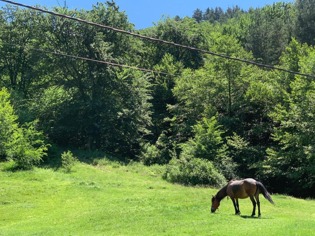 Havva Hotell Călimăneşti Exteriör bild